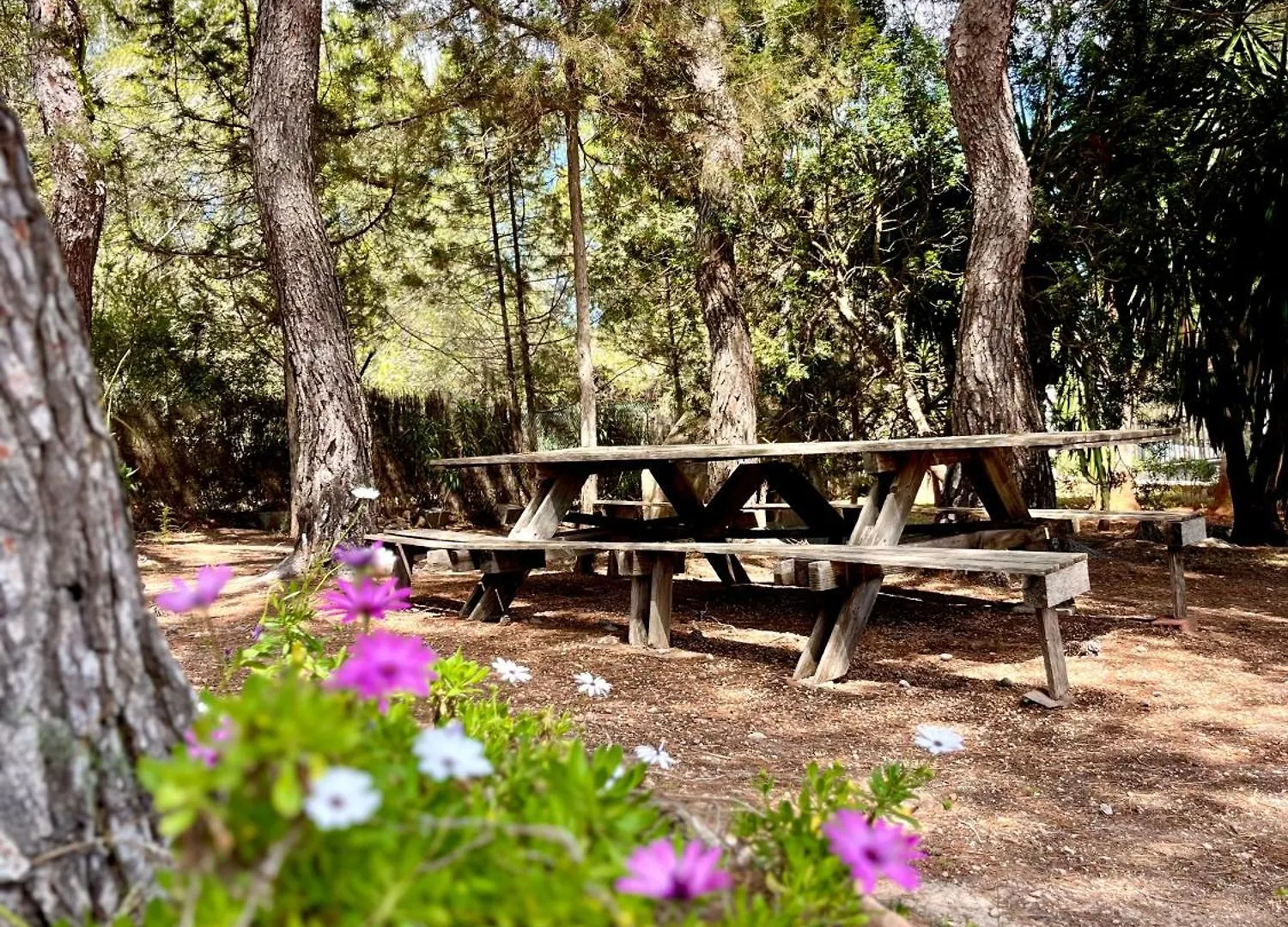 Walk To Unvrs & Amnesia - 4Br Finca - Private Pool & Forest 0*, San Antonio (Ibiza) Spanien